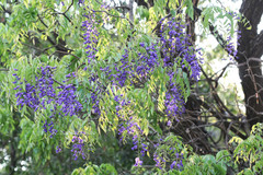 Bolusanthus speciosus